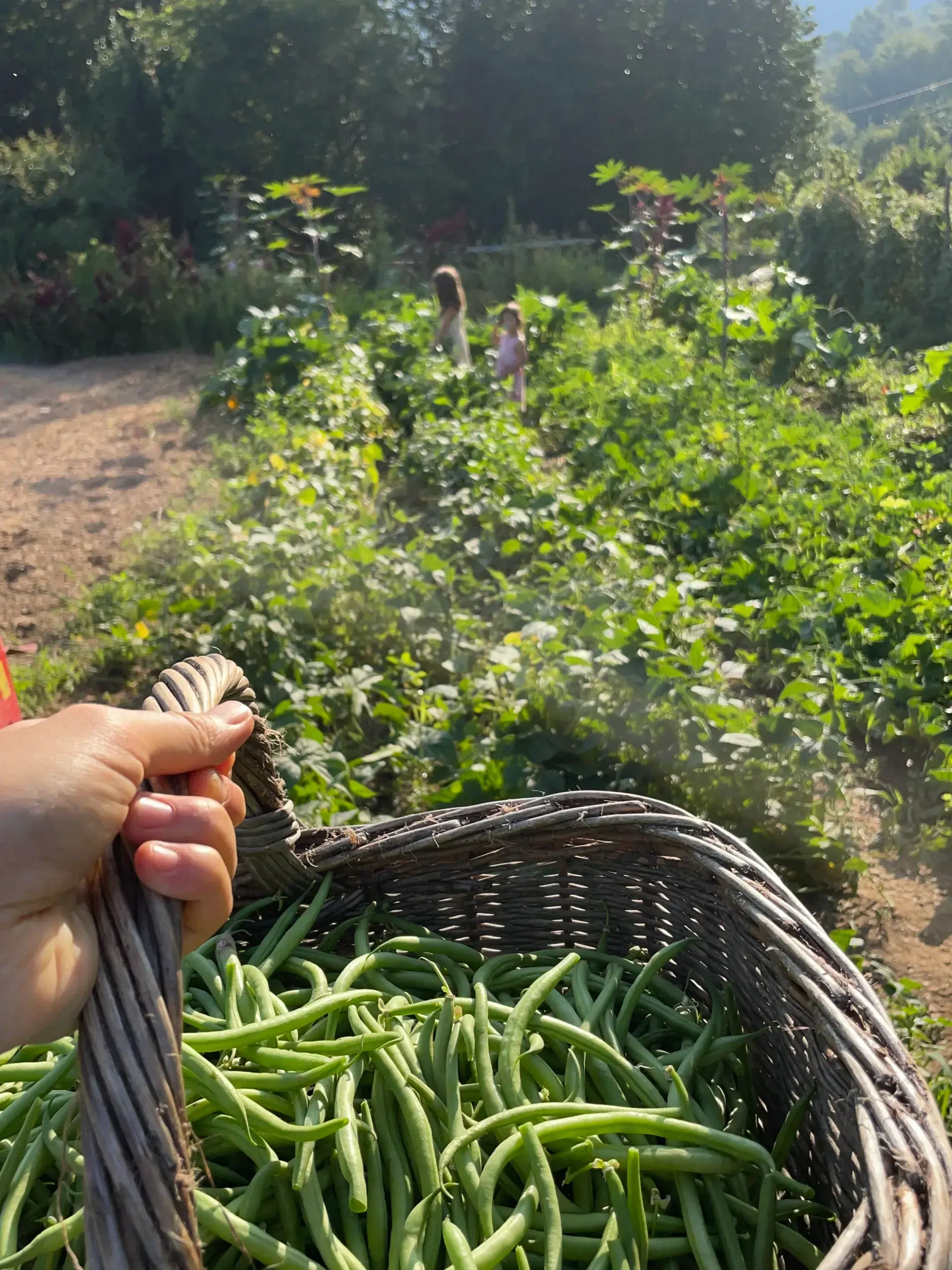 Agriculture paysanne et éco-tourisme dans les Cévennes - jardin potager de la Frégère Basse