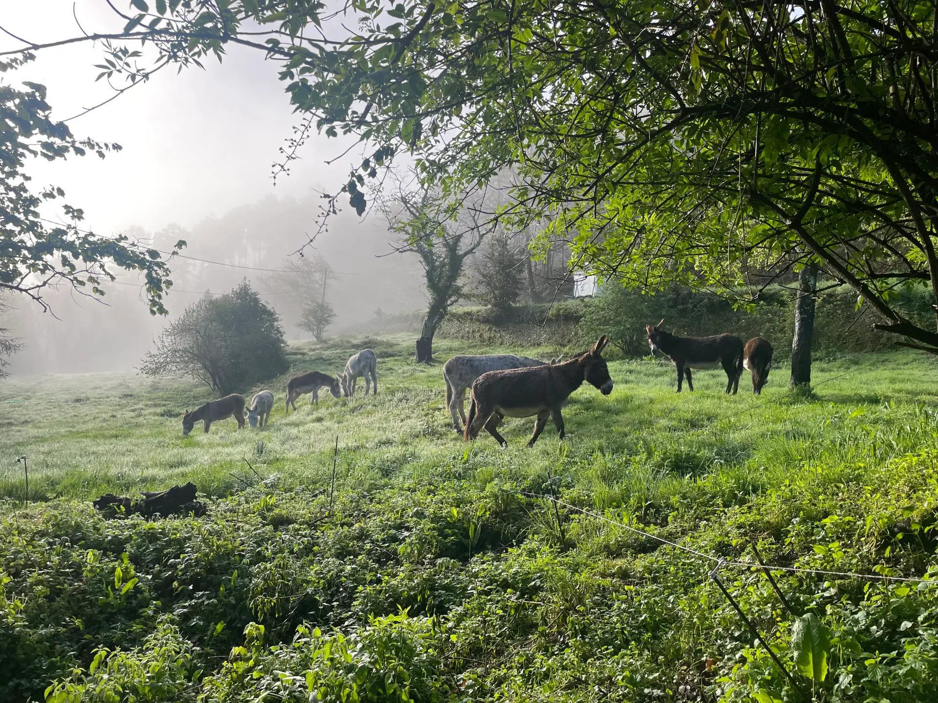 Troupeau d'ânes sur les chemins cévenols de la Vallée Française - Ferme de la Frégère Basse