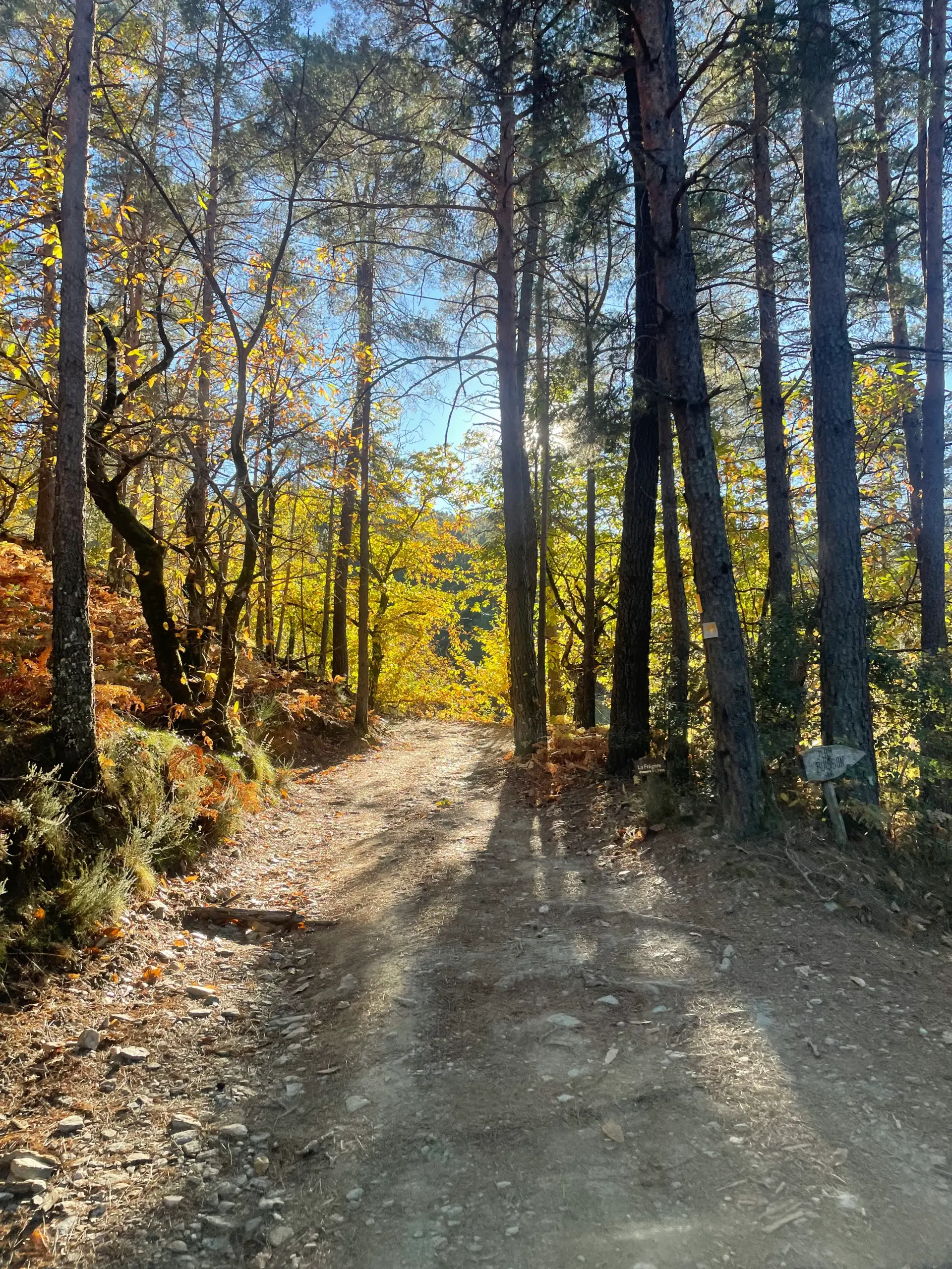 Balades sur les chemins cévenols à travers les châtaigneraies - Vallée Française