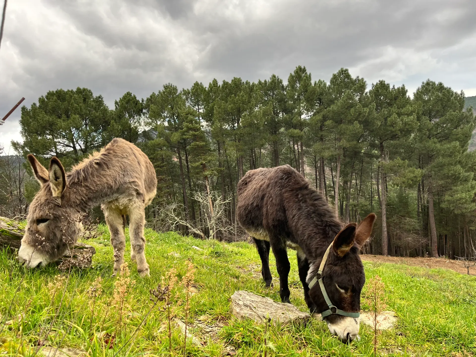 Préparation du bât d'un âne avant le départ en randonnée dans les Cévennes