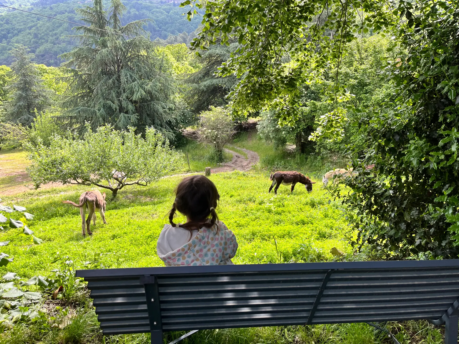 Troupeau de 22 ânes de l'élevage de la Frégère Basse dans les Cévennes