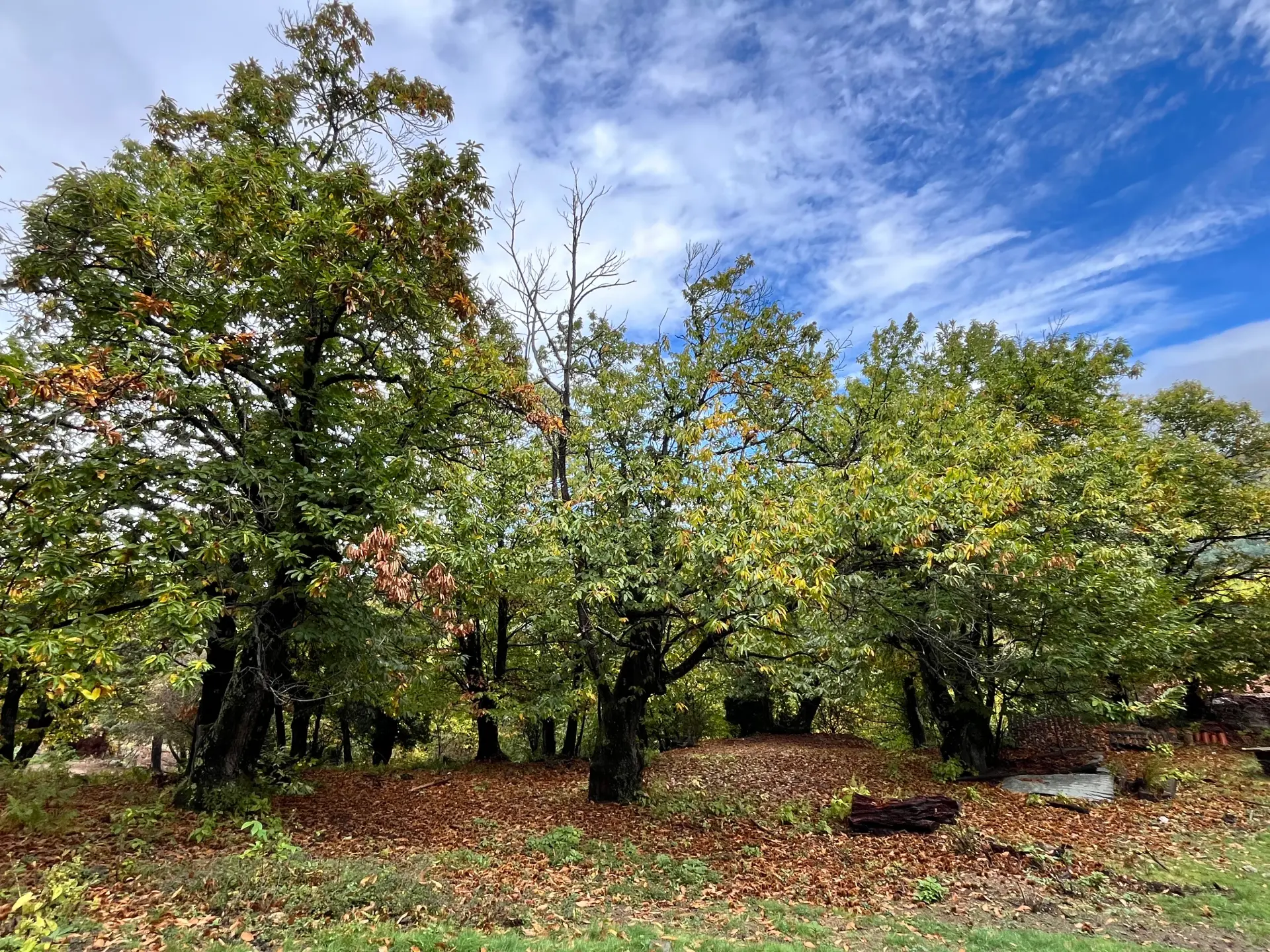 FAQ randonnée avec âne dans les Cévennes - questions fréquentes famille Pigache