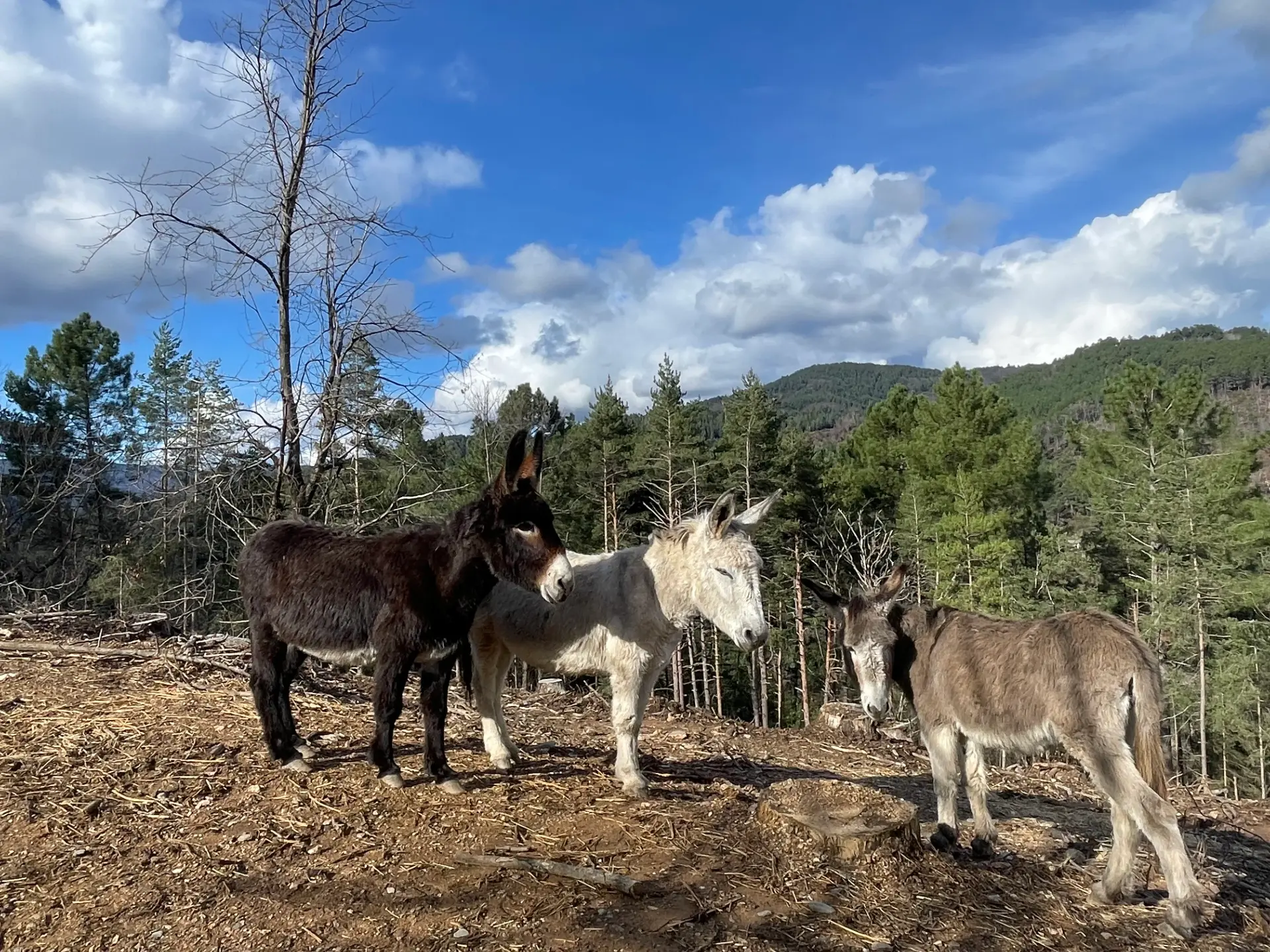 Location d'âne de bât pour randonnée autonome dans les Cévennes - Famille Pigache