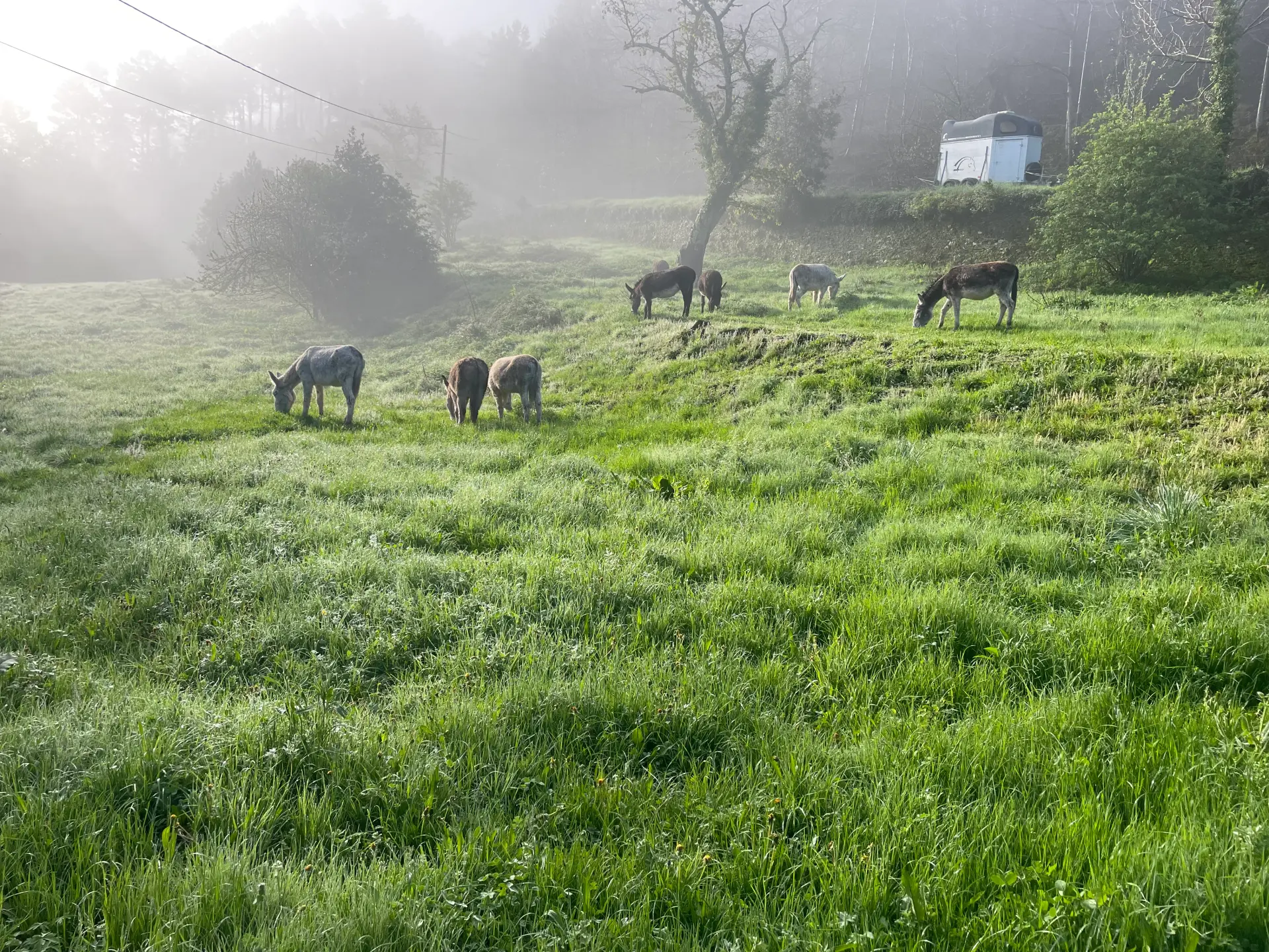 Randonnée avec âne de bât sur les chemins cévenols de la Vallée Française