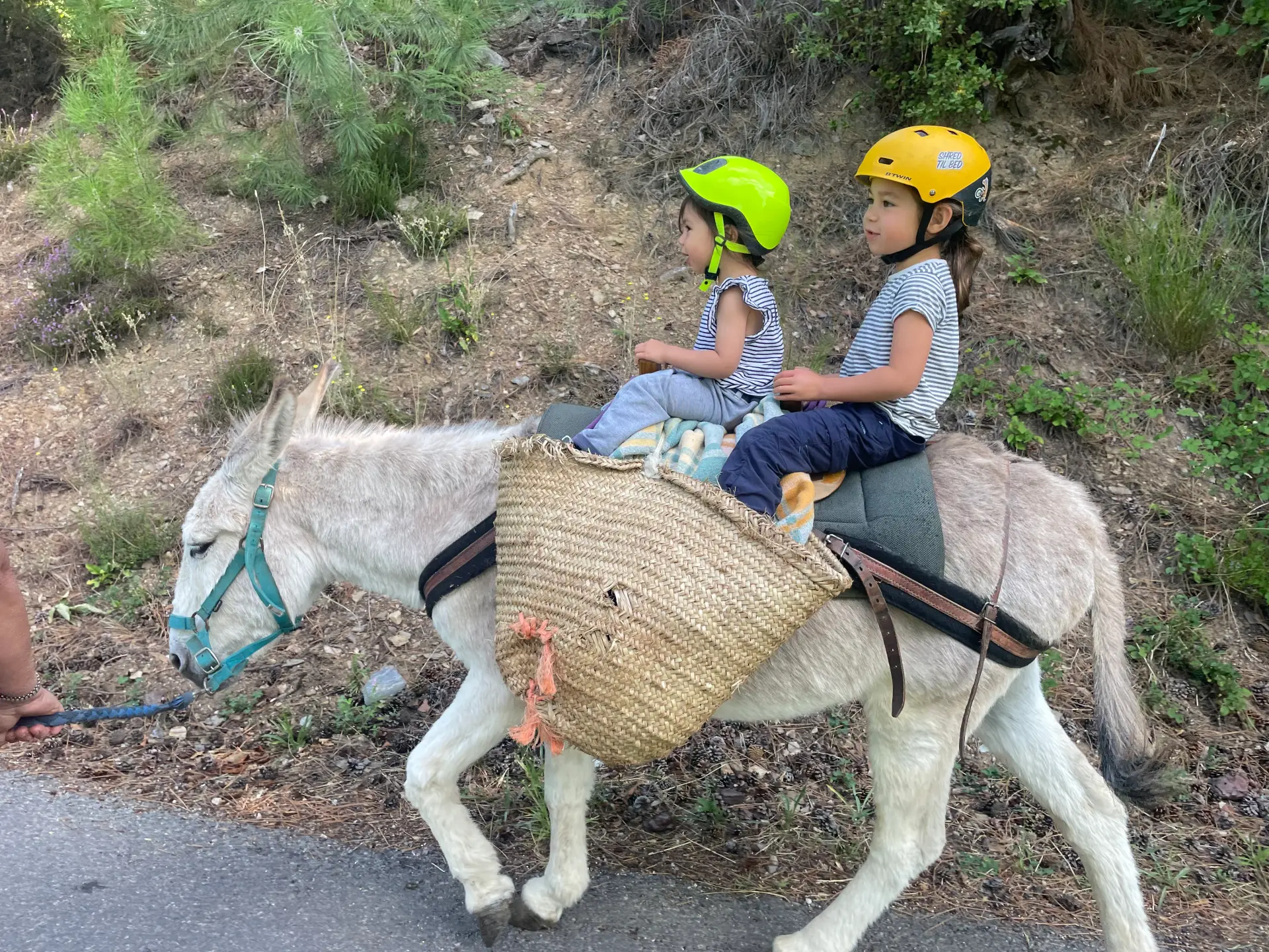 Randonneur guidant un âne chargé de bagages sur un sentier des Cévennes