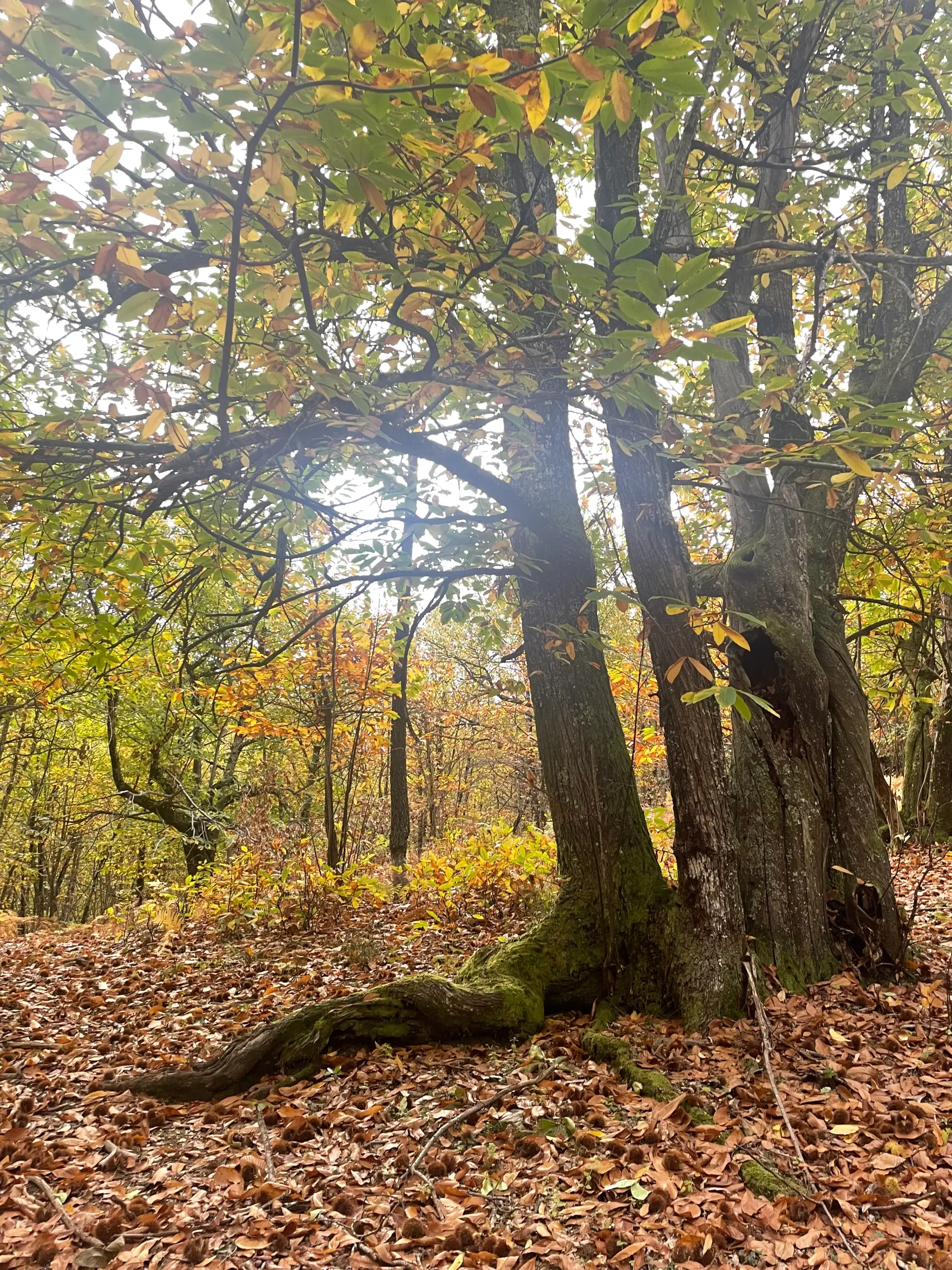 Randonnée avec âne de bât dans les Cévennes, paysage vallée française